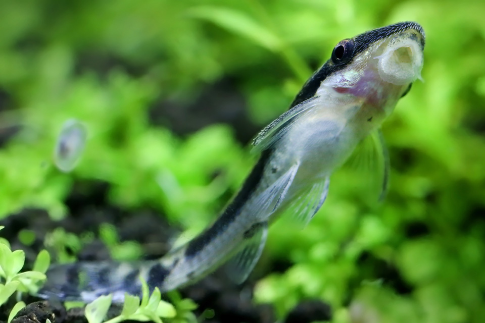 how to get rid of algae in fish tank naturally