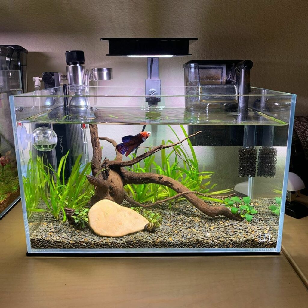 how to start a fish tank