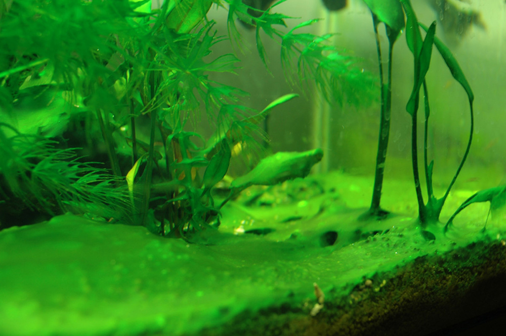 how to raise alkalinity in fish tank