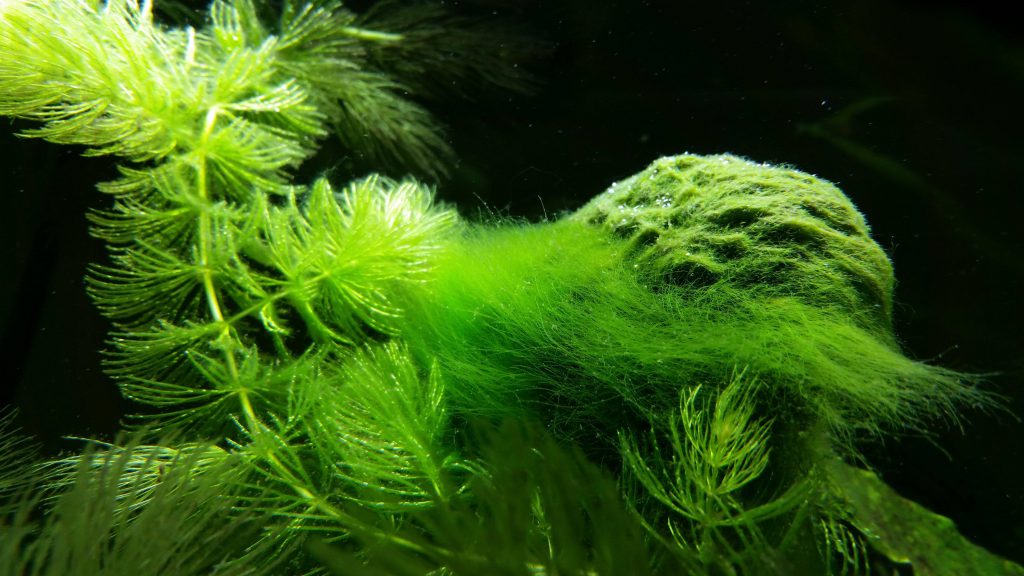 how to get rid of algae in fish tank naturally