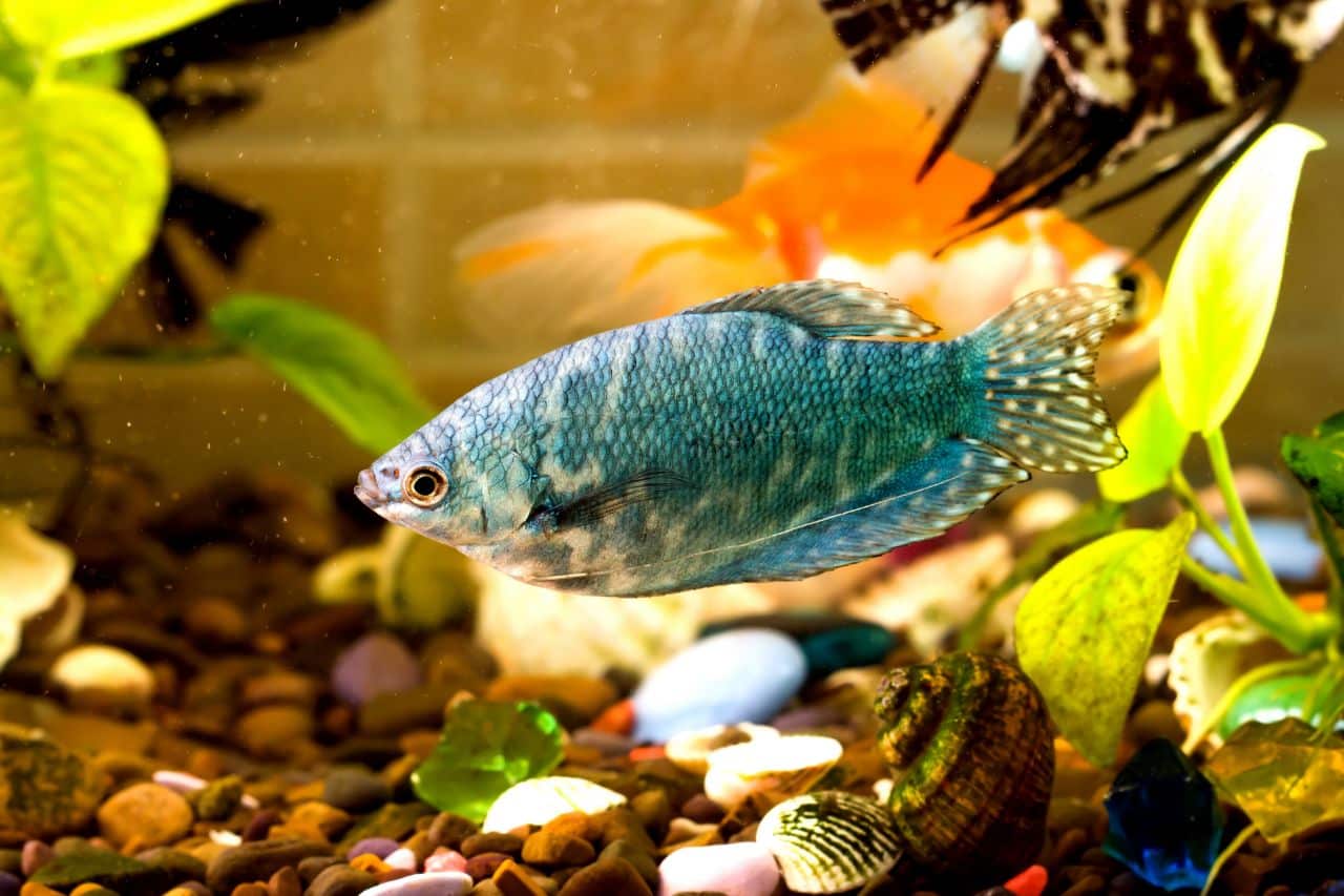 symptoms of low ph in fish tank