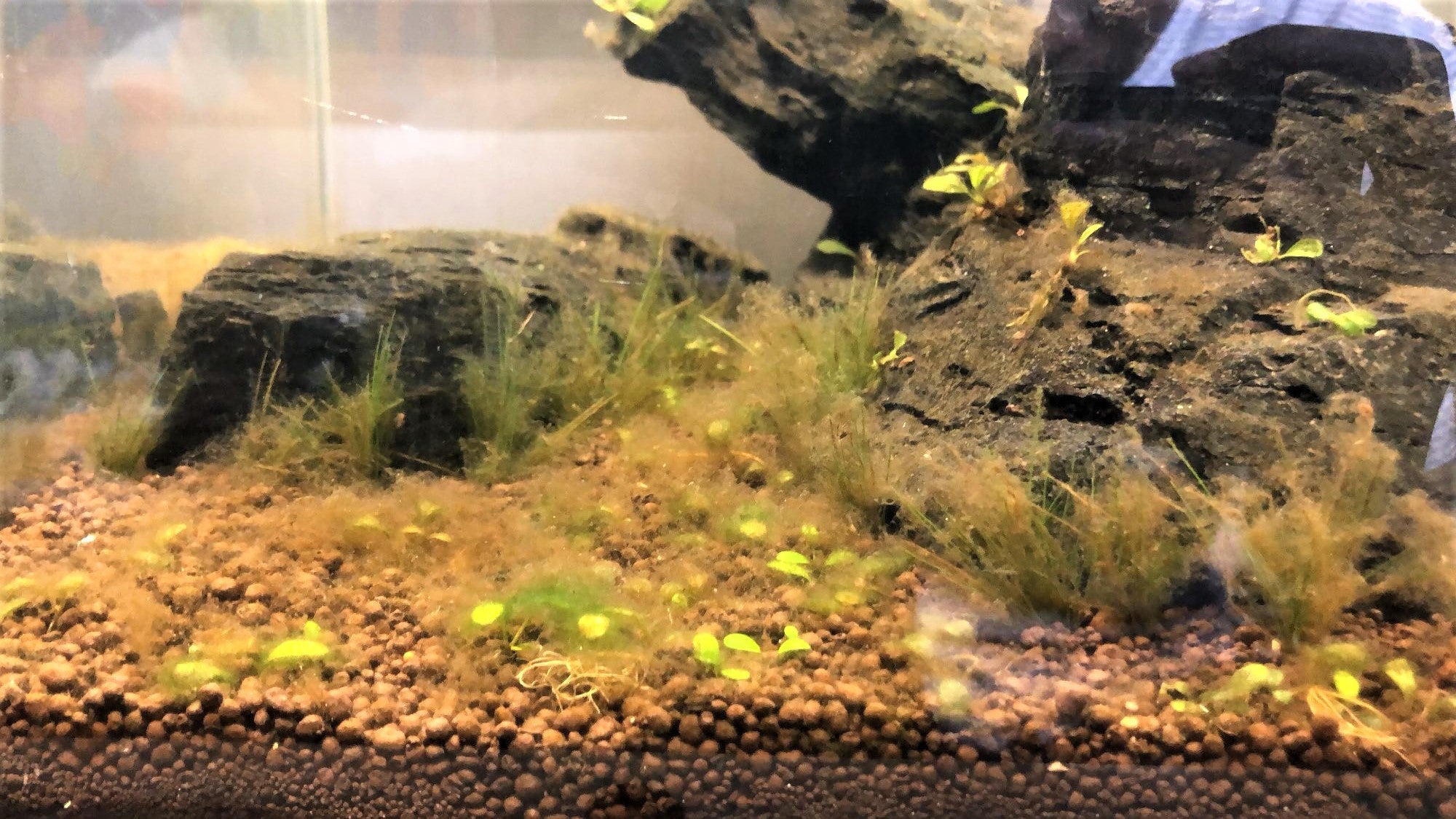 algae bloom in fish tank