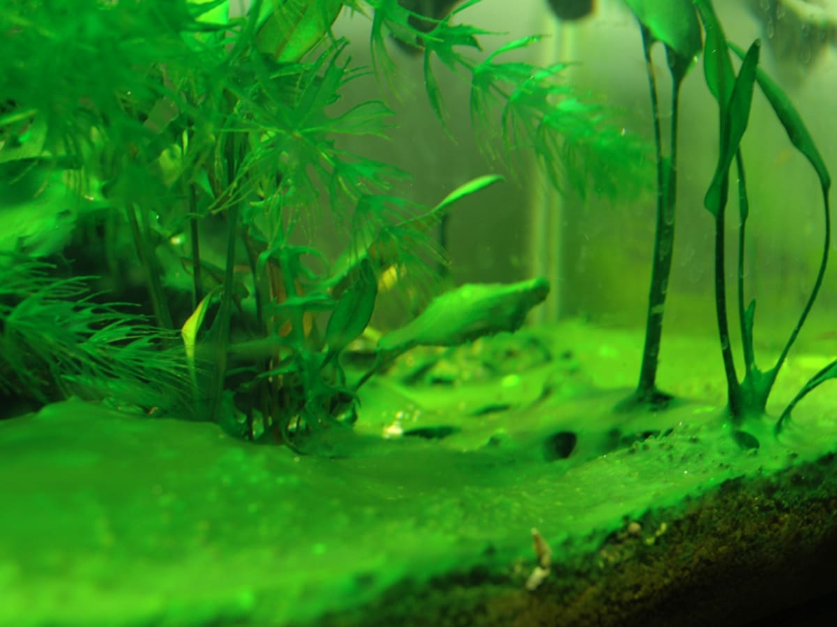 algae bloom in fish tank