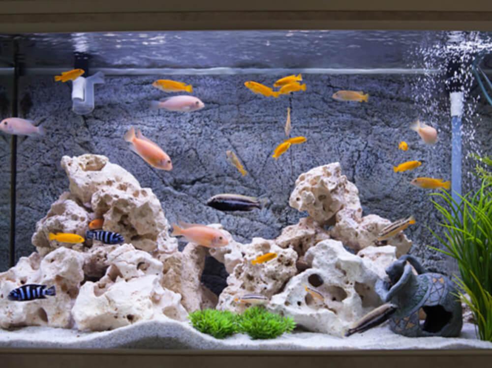 how to raise alkalinity in fish tank