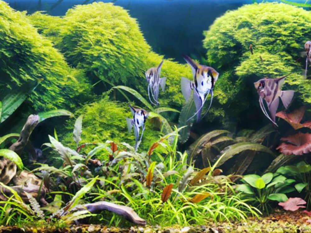 symptoms of low ph in fish tank