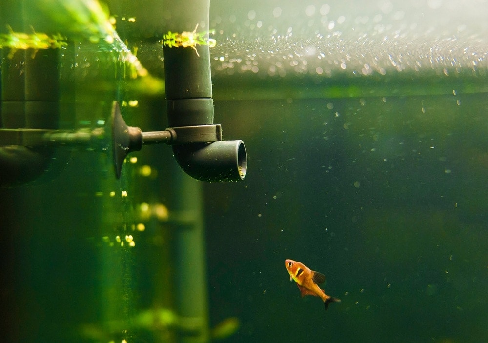 how to get rid of ammonia in fish tank