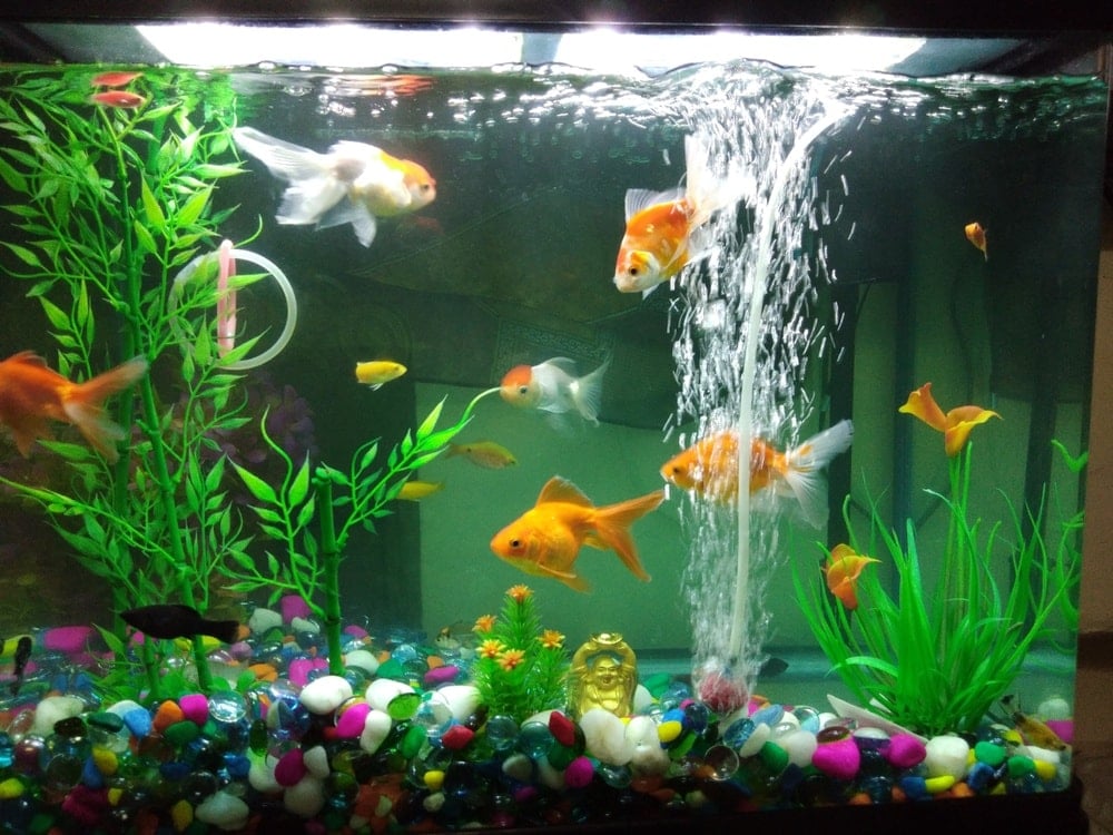 bubbles on top of fish tank