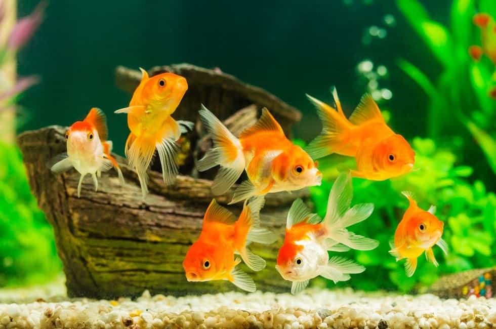 how to get rid of algae in fish tank naturally