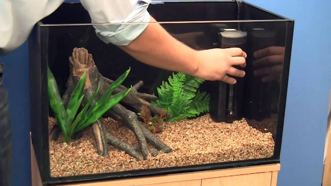 how to start a fish tank