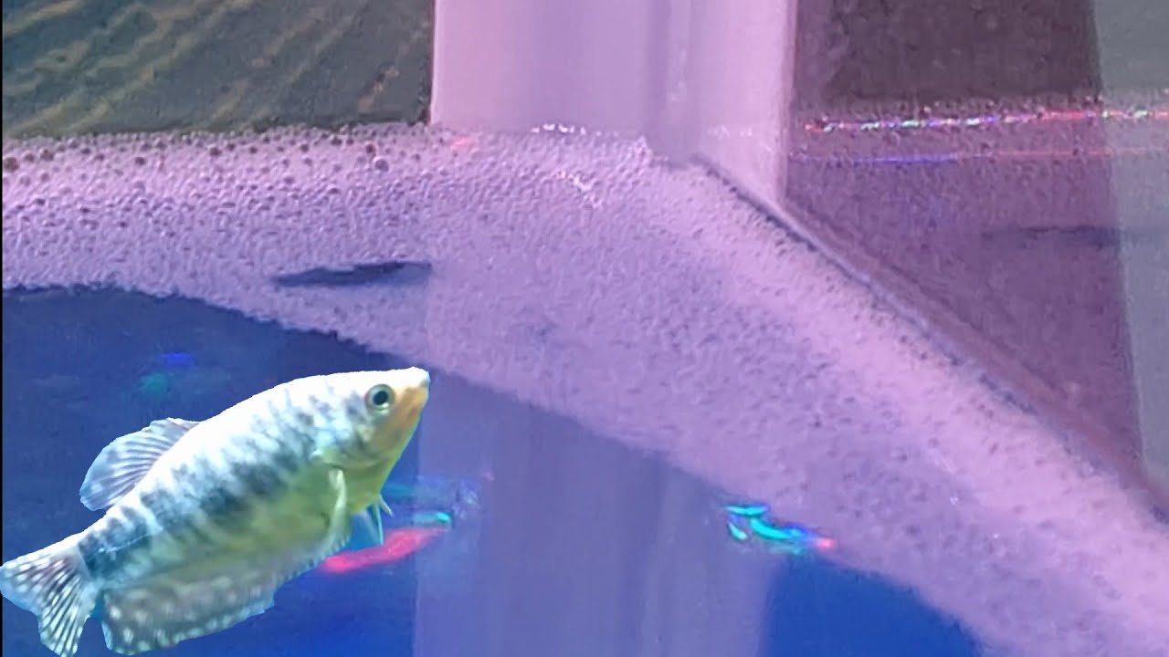 bubbles on top of fish tank