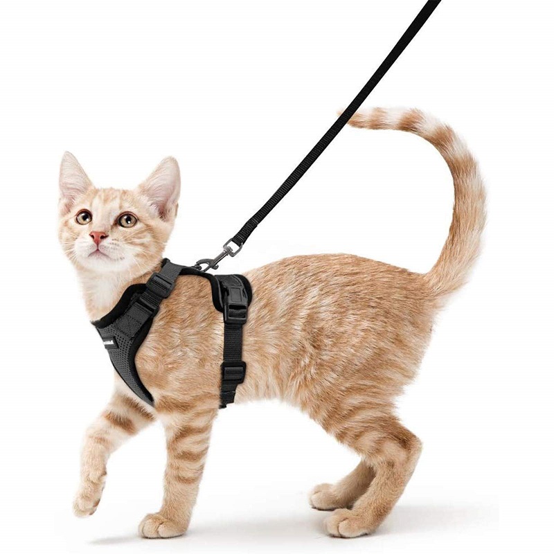 cats on leashes