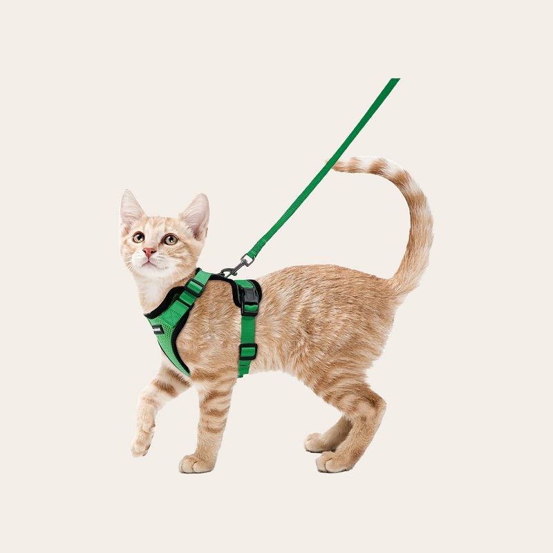 cats on leashes