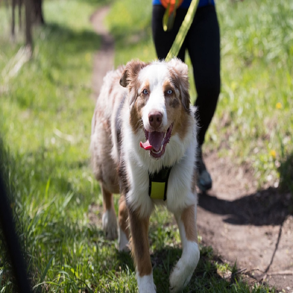 leashes at lauritzen