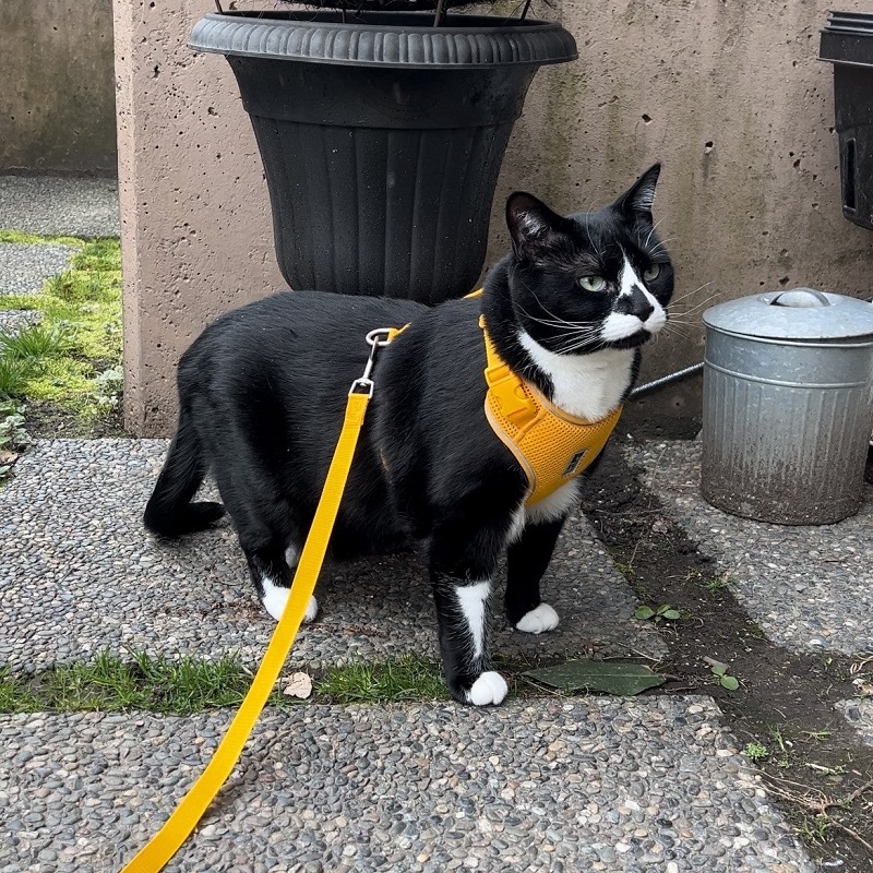 do cats like Leash training