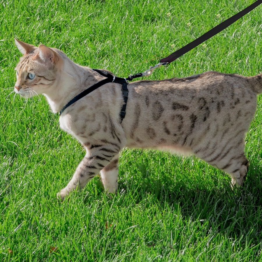 do cats like leashes