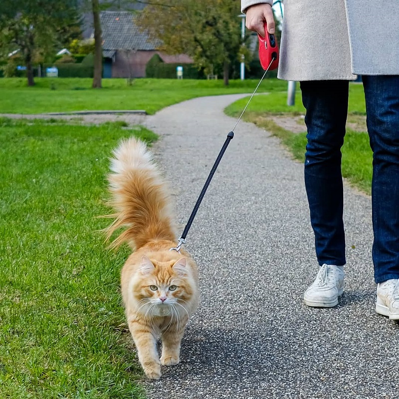 do cats like Leash training