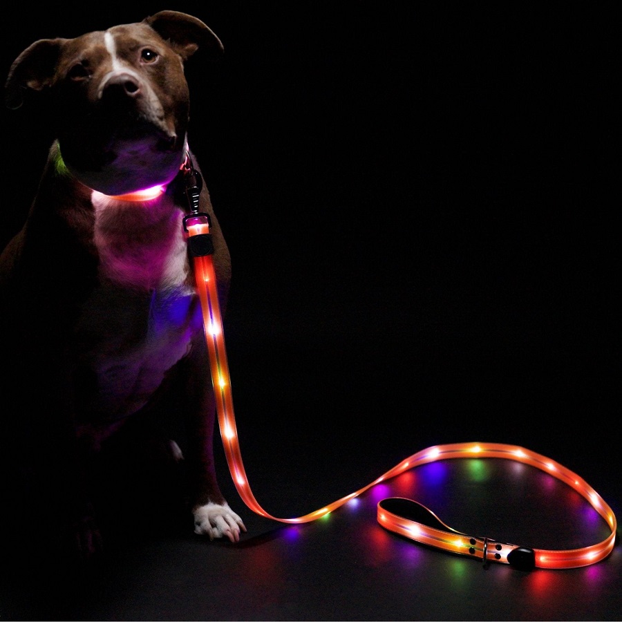 lights and leashes 2023