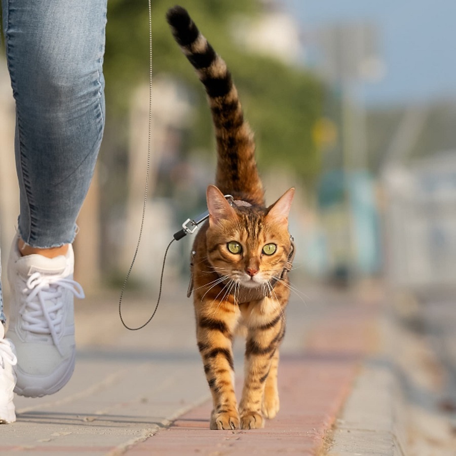 do cats like Leash training