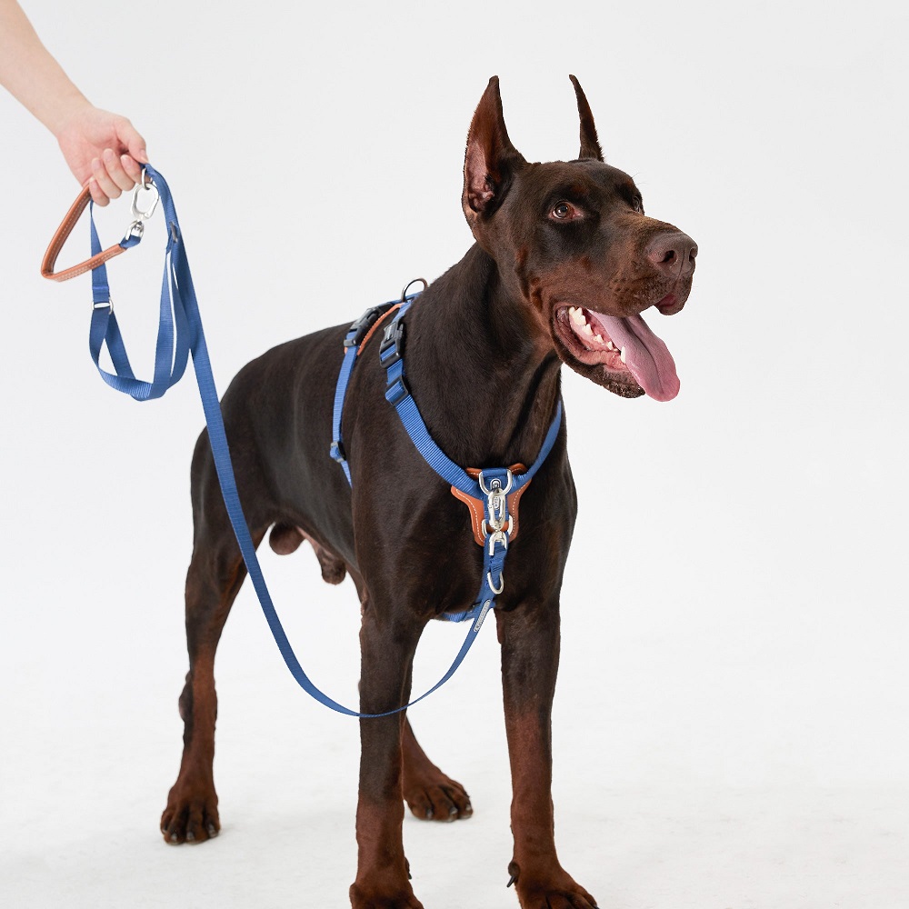 Maximizing Comfort: The Rise of Extra Tall Toiletsuntangled leashes