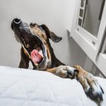 kennel cough symptoms