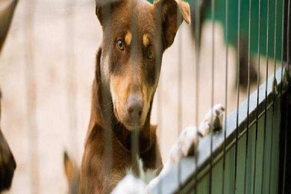 kennel cough sound