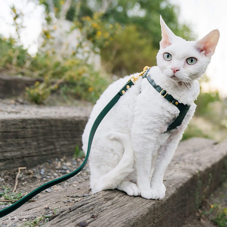 do cats wear leashes