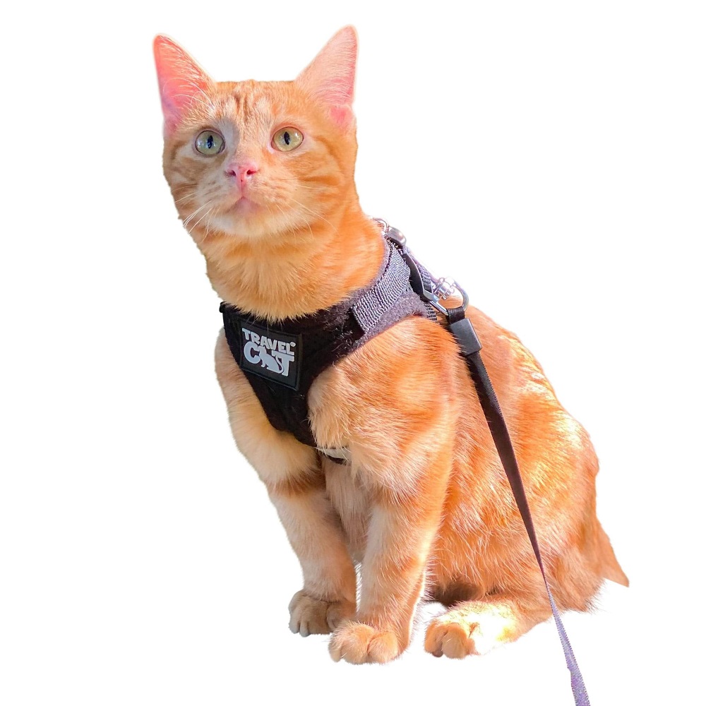 can cats wear leashes