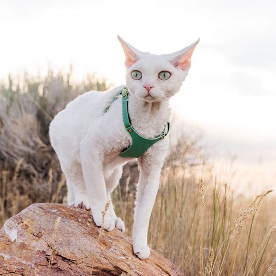 do cats wear leashes