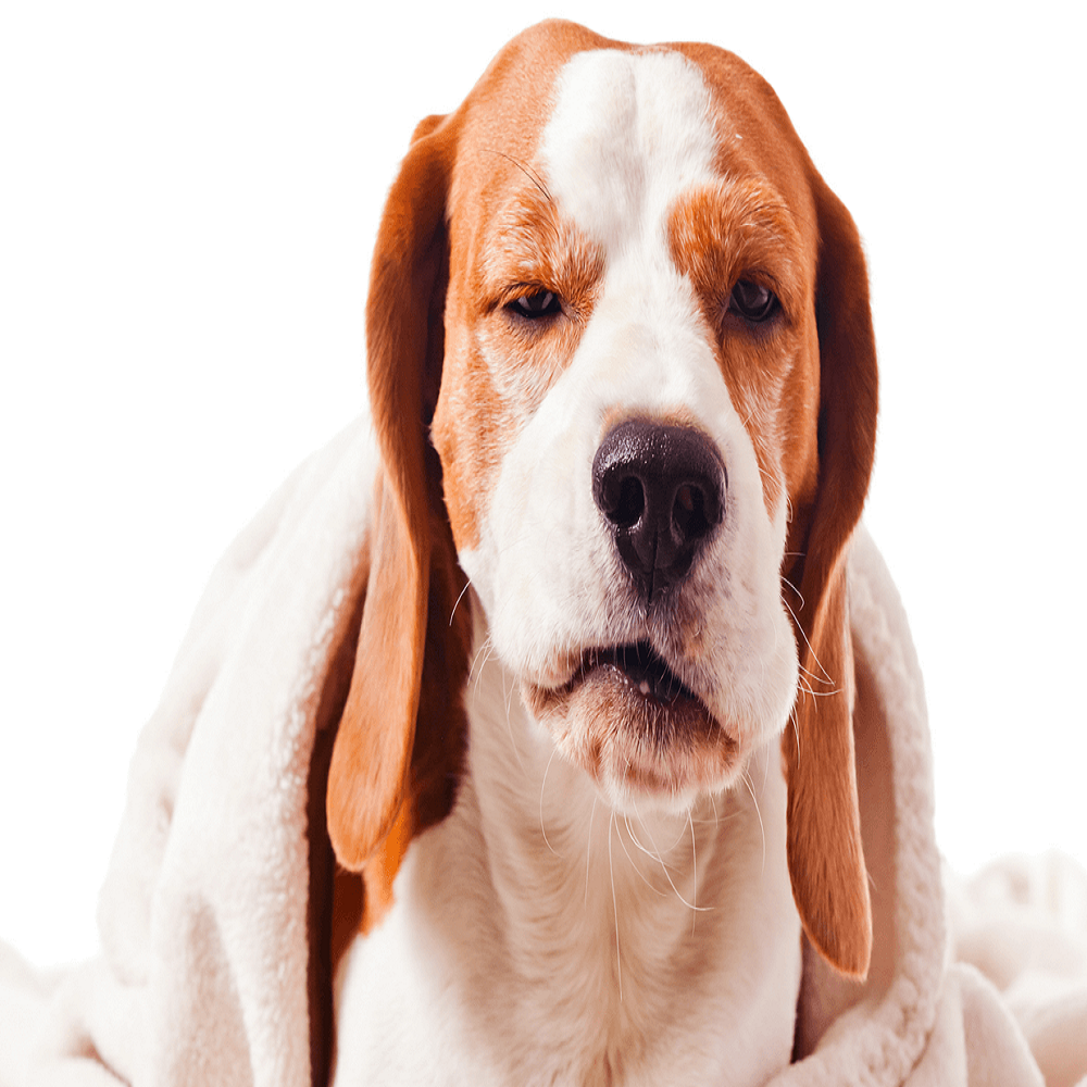 kennel cough symptoms