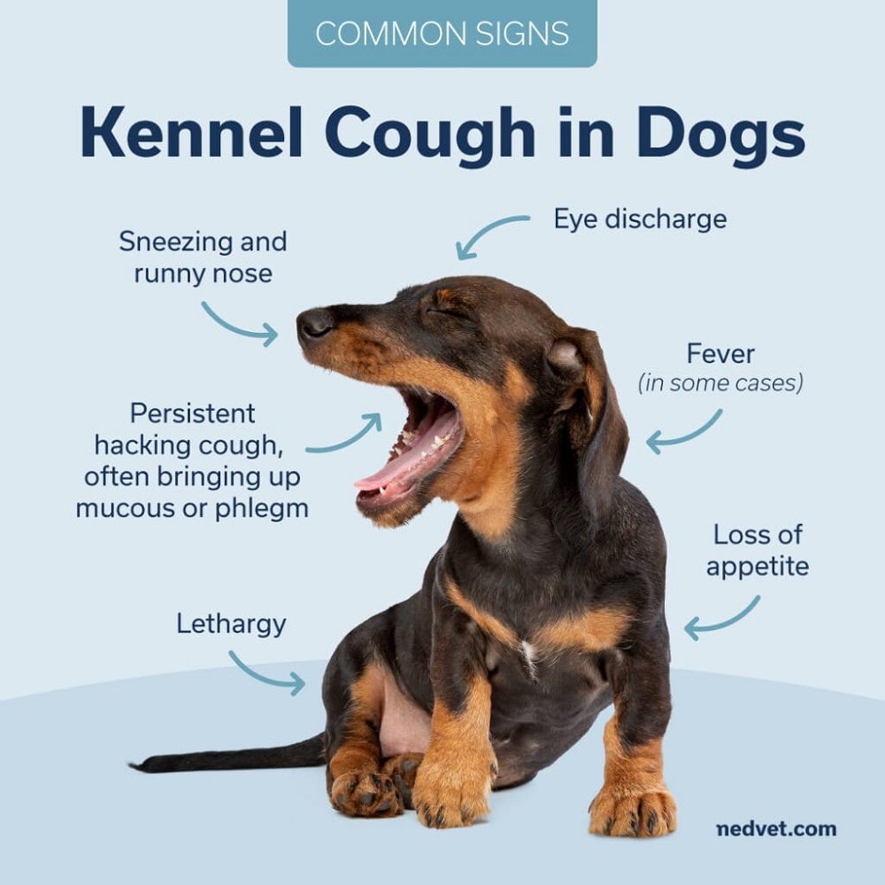 kennel cough symptoms