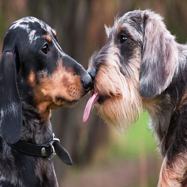 kennel cough sound