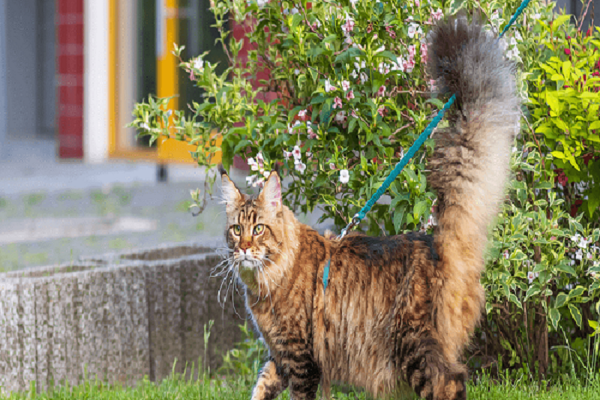 Cats Wear Leash Walking