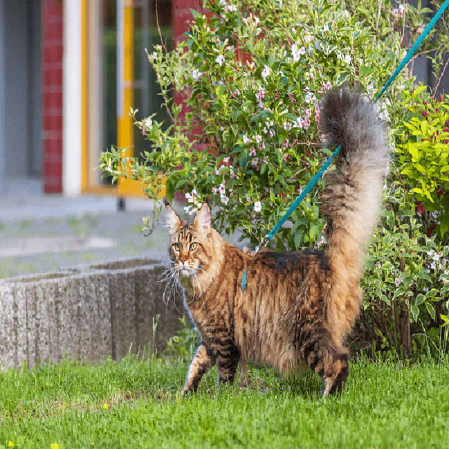 Cats Wear Leash Walking