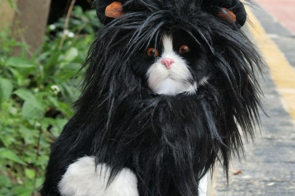 Cat wig