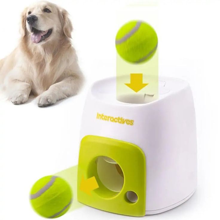 interactive pet toy