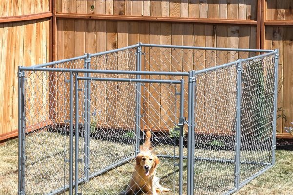 chain link dog kennel