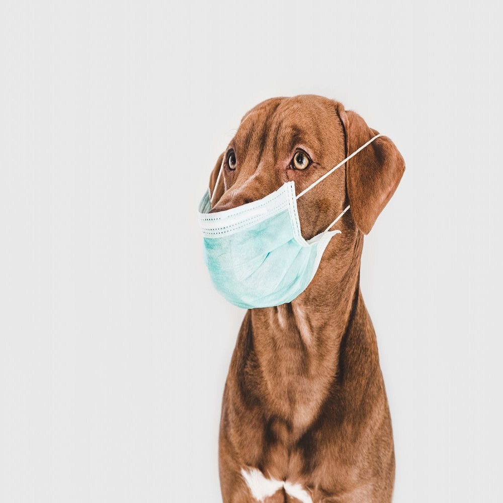 how do dogs get kennel cough