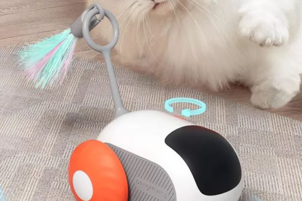 cat toy