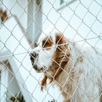 is kennel cough deadly