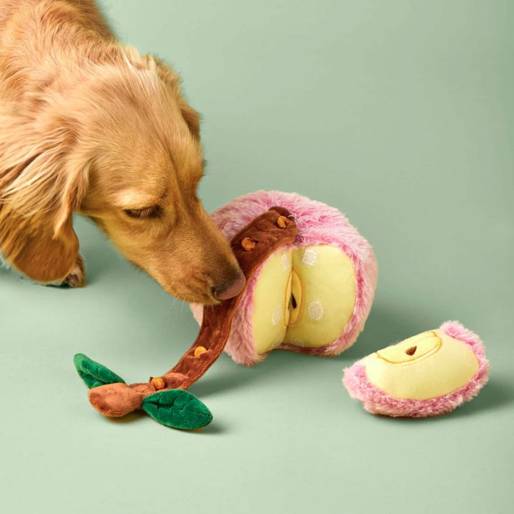 toy for dog