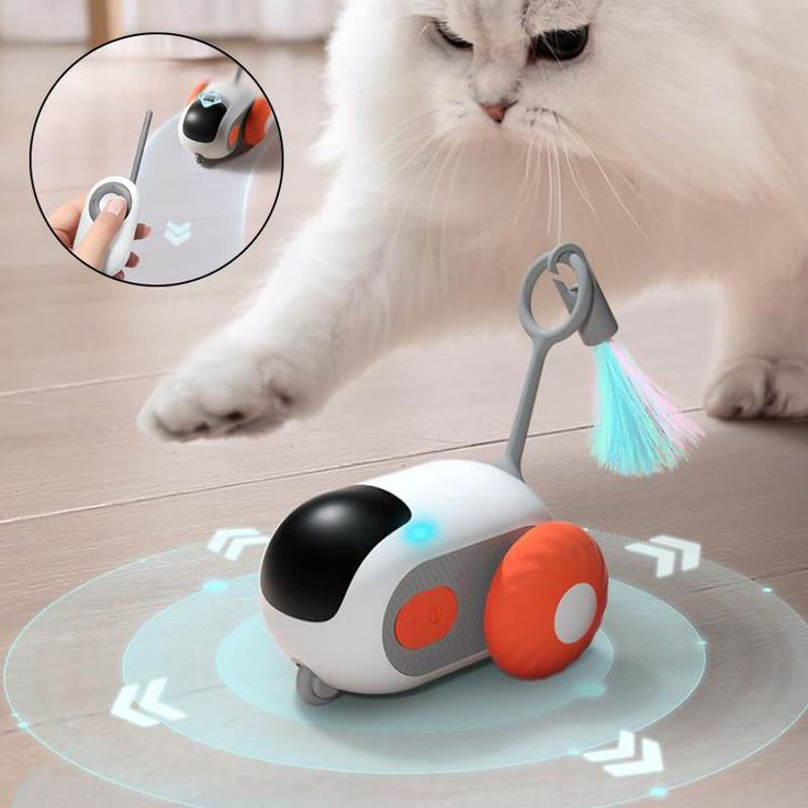 cat toy