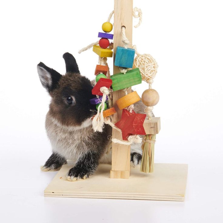 pet toy for rabbit