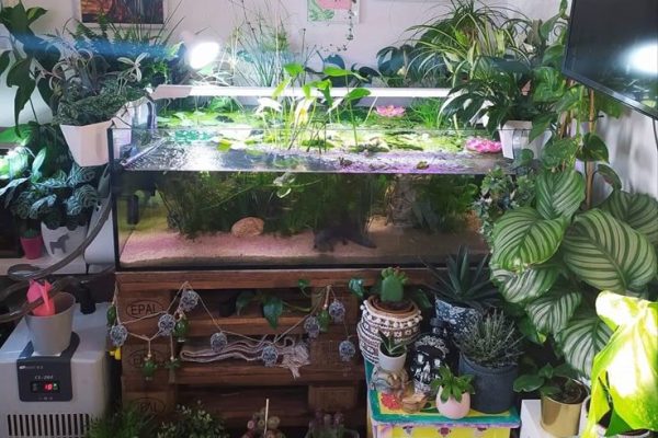 how to decorate a fish tank