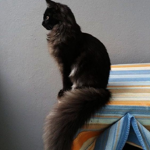 black maine coon cat
