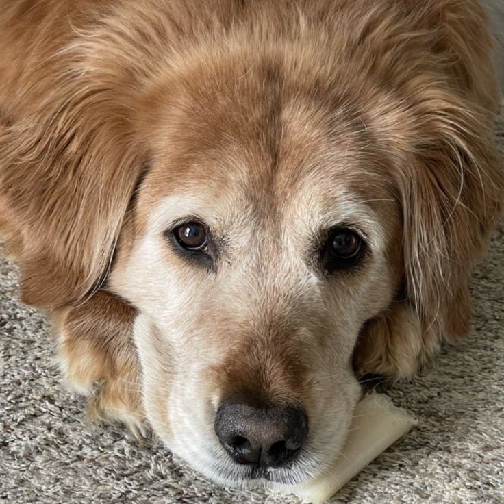 should you put a dog down with vestibular disease