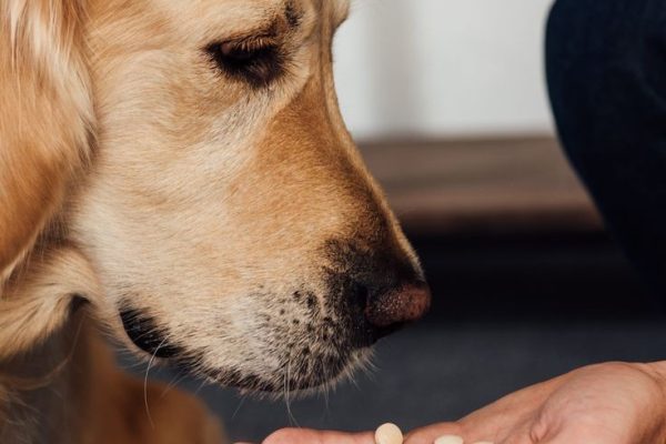 Benefits of Pet Joint Supplement for Healthier Pets pet joint supplement