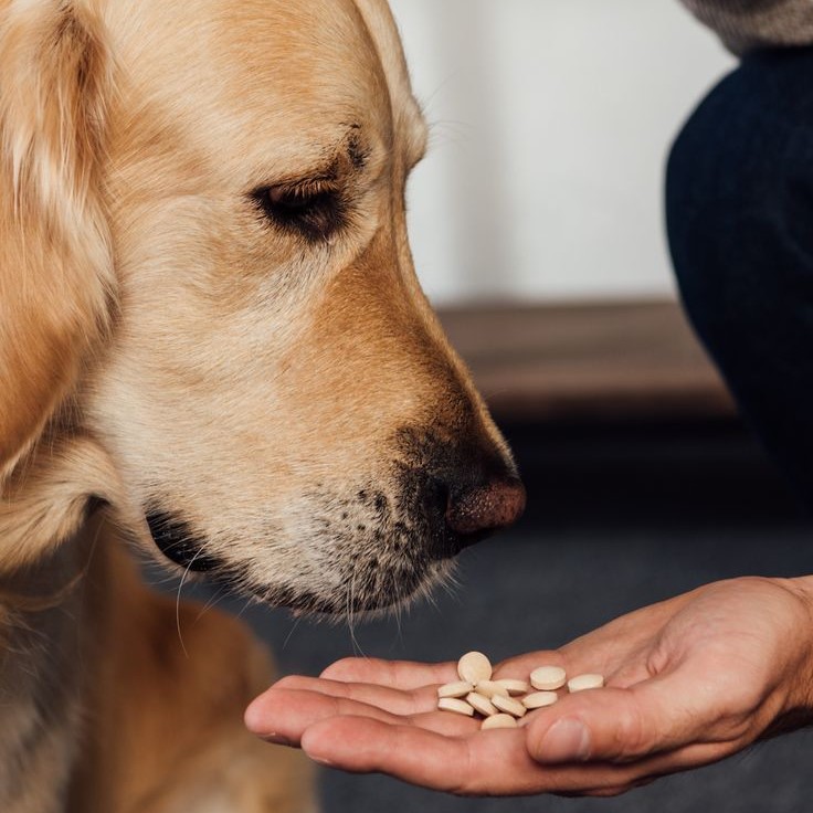 pet joint supplement