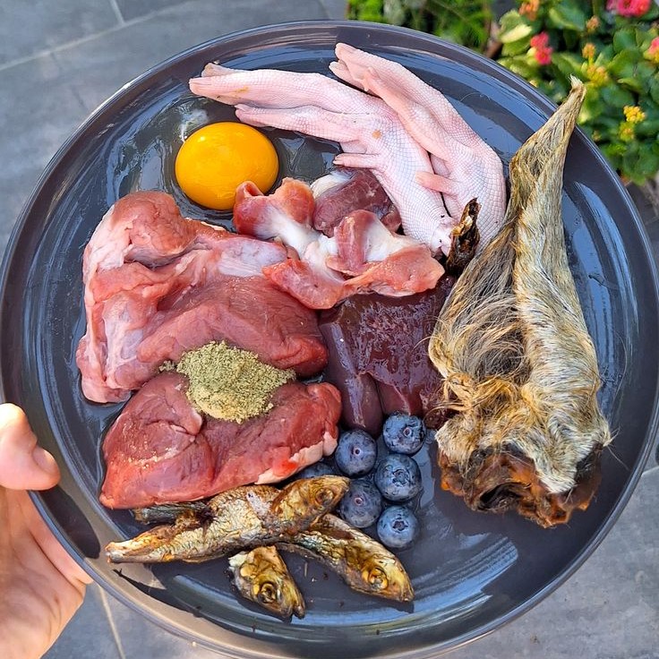 raw and fresh pet food