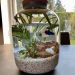 what kind of water for fish tank