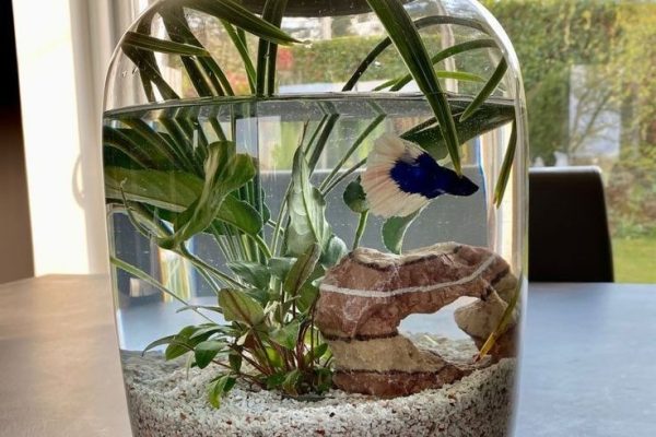 what kind of water for fish tank